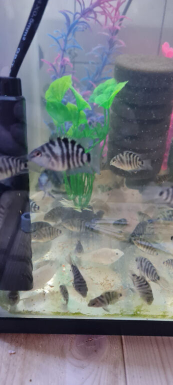 Parrotfish babies