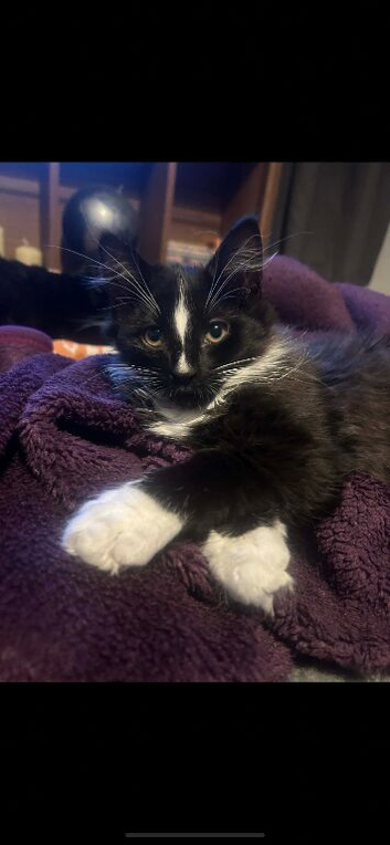 & month old female kitten