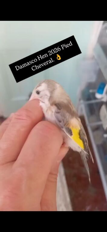 Damasco Pied Goldfinch Hen