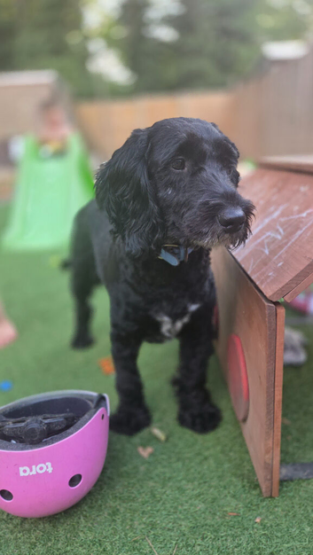 Male cockapoo