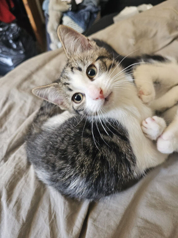 Ready to go kittens