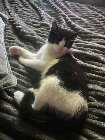 Mixed breed rag doll x local cat