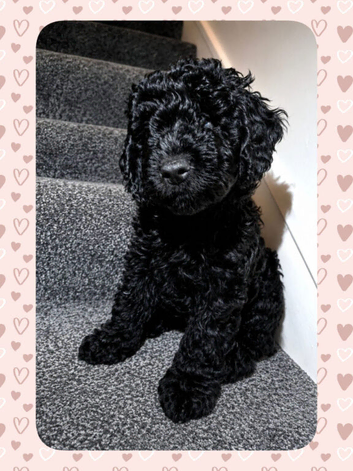 TOY MALE COCKAPOO PUPPY