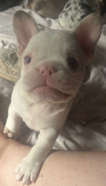 Frenchie pups