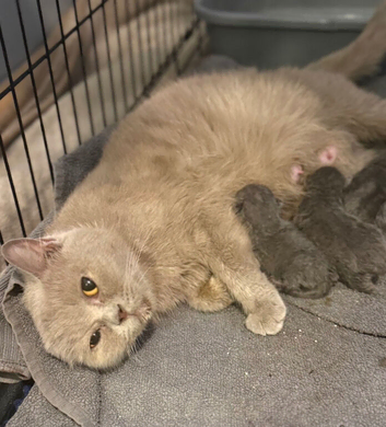 British short haired kittens