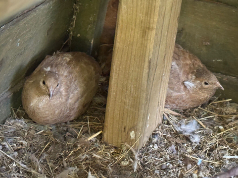 5 female laying quails (price for all)
