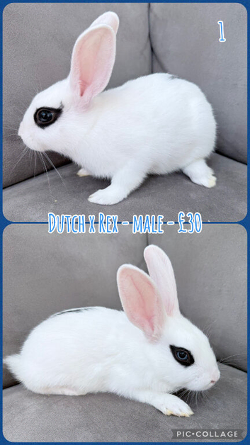 Dutch x Rex Baby Rabbits **REDUCED**