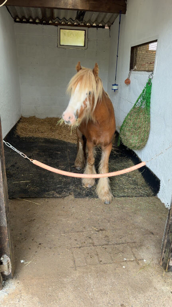 DIY LIVERY SPACE AVAILABLE - SMALL PONY UP TO 12hh in wembury