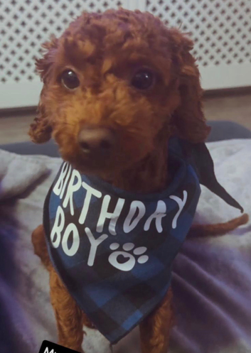 Handsome Male Dog Available for Stud