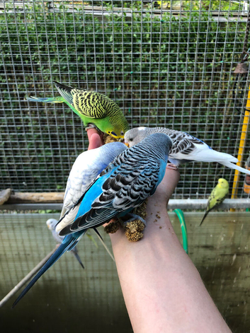 Beautiful Young Tame Budgies For Sale