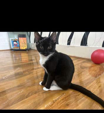 Beautiful female kitten litter trained mixed breed