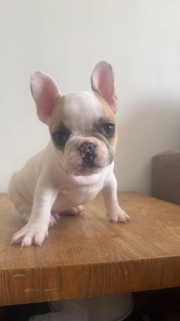 Beautiful puppies available