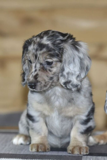 12wk old boy puppy