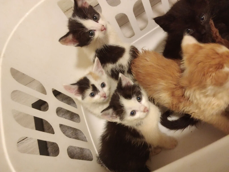 For rehoming