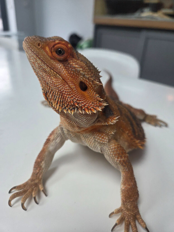 Female Bearded Dragon (1.5 Years Old) + Full Setup Included