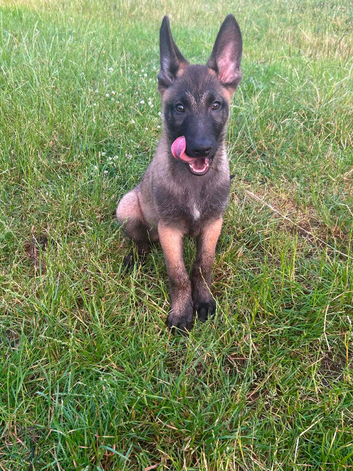 Belgain malinois