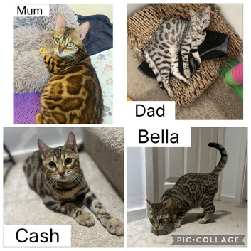 REDUCED two Bengal available