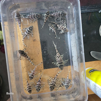 L236rb Plecos