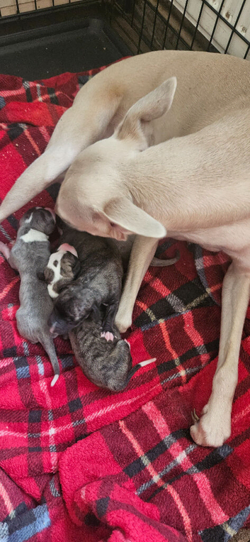 KC Health and Heart tested whippets