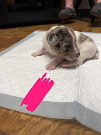 Gorgeous Jack Russell Puppies - 2 Boys & 3 Girls