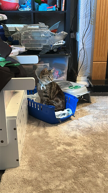 Tabby female kitten