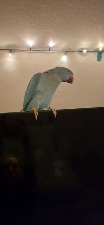 Blue indian ringneck