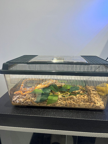 Orange corn snake 6 months