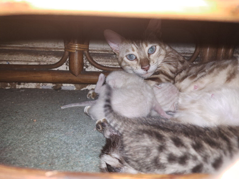 Snow mink bengal kitten