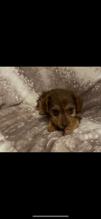 Miniature jack russle pups