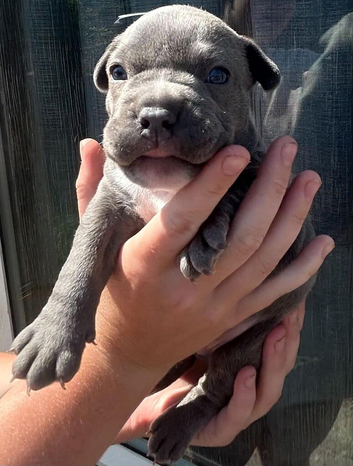 pocketbullyxfrenchy