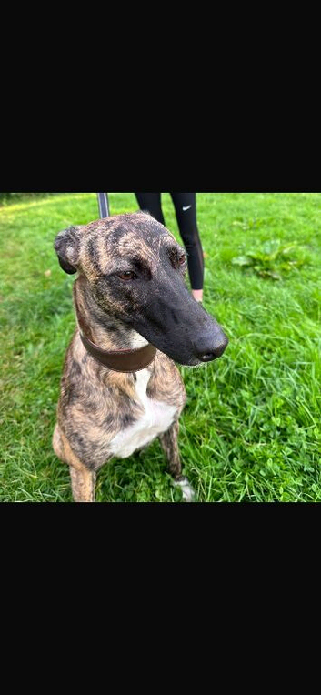 Collie bull greyhounds