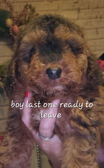 Last cockerpoo ready to leave
