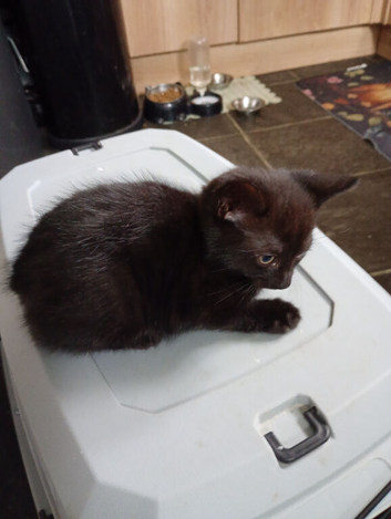 Kitten