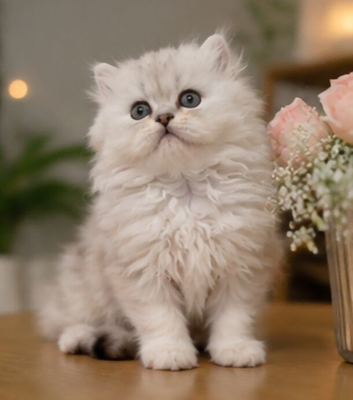 ONLY ONE Stunning Pure Persian Chinchilla leftla Kitten Pair &ndash; Boy & Gi