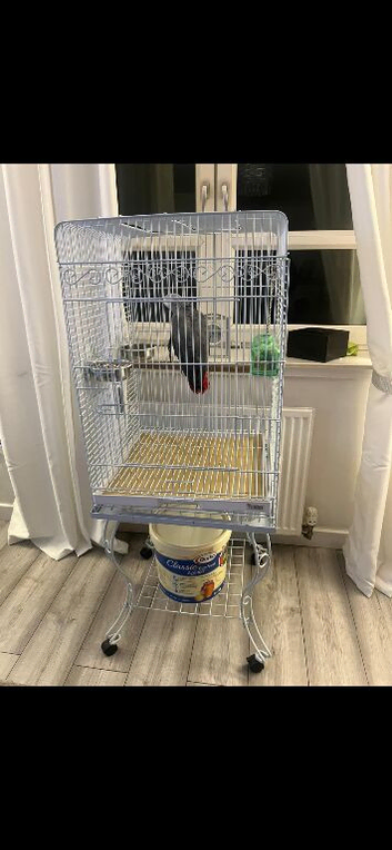 African grey Glasgow