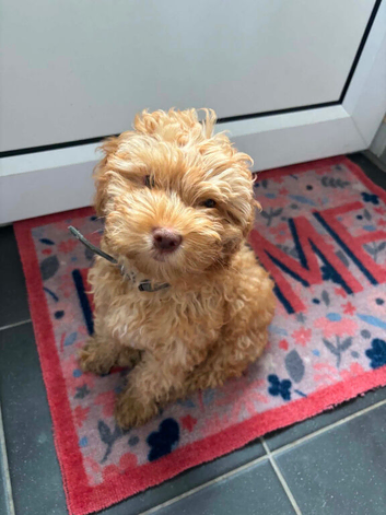 Male cockapoo