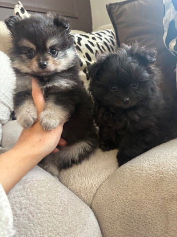 Beautiful Pomeranian pups!