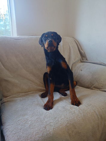 Rottweiler girl