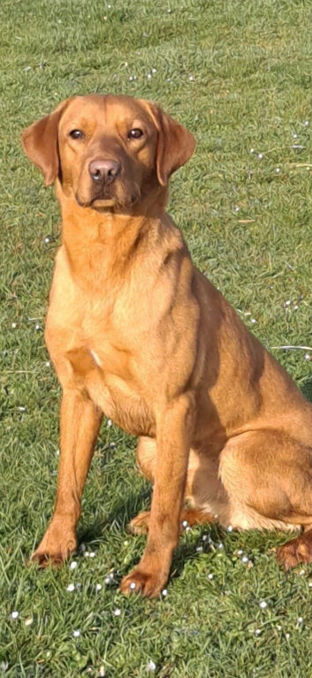 Working Fox red labrador for stud