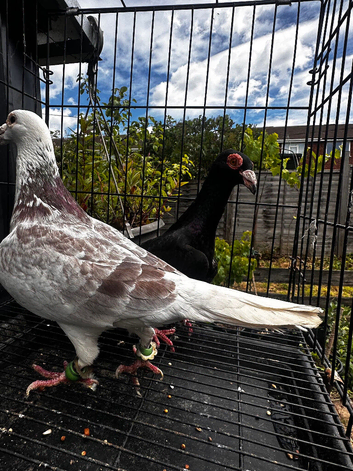 Female carrier and male of racing