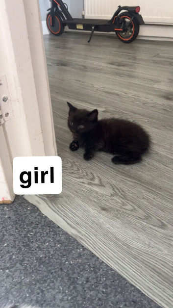 Four kittens looking for loving forever homes