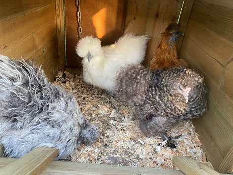 SILKIES FOR SALE CHICKENS