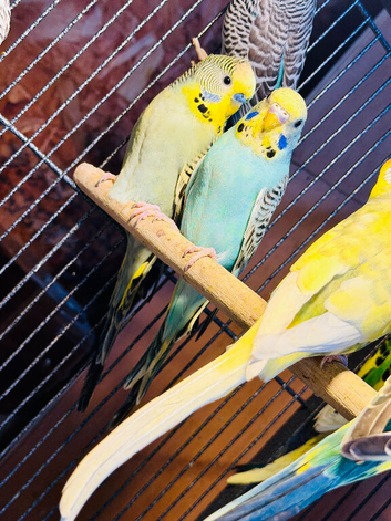 Young and adult budgies