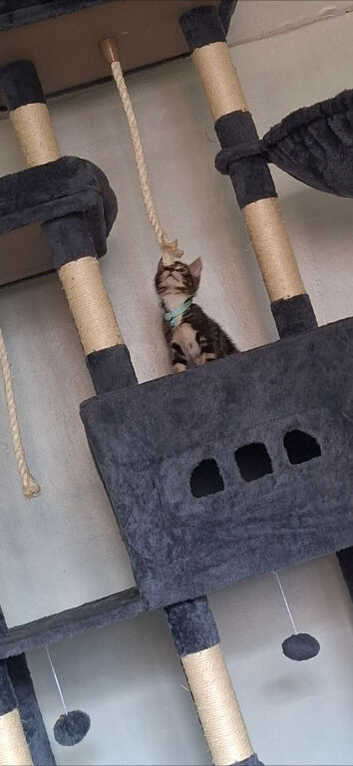 Kitten for sale