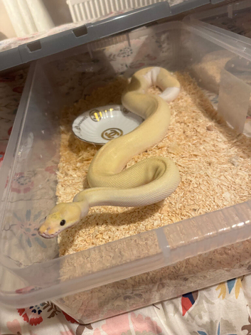 Pastel cinnamon