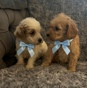 Cockapoo puppies for sale