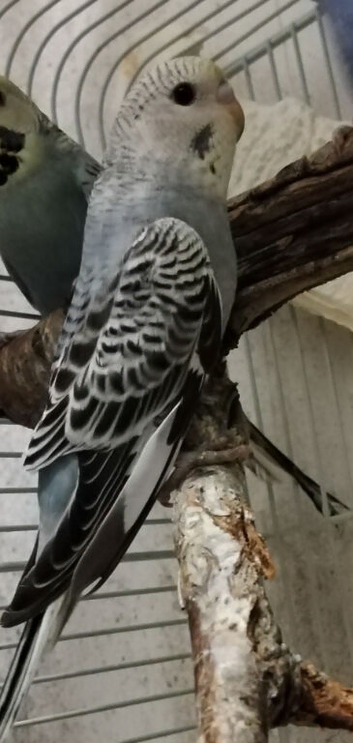 1 baby grey budgie