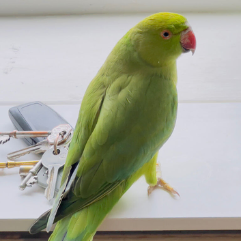 Stunning young Indian ringnick parrot
