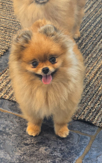 *Beautiful female companion pomeranian *