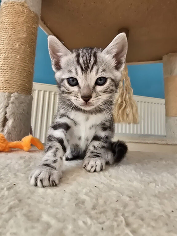 Pedigree Bengal Kittens ready for new home in June